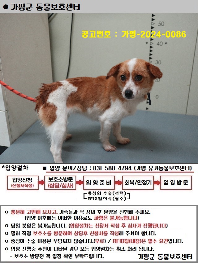 보호중 믹스견의 가…